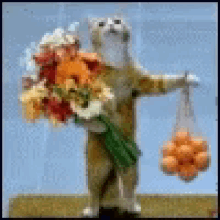 a cat is holding a bag of oranges and flowers .