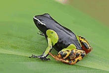 a black , yellow and orange frog is sitting on a green leaf .