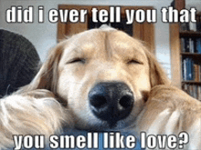 a dog is laying down with its eyes closed and a caption that says did i ever tell you that you smell like love ?