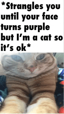 Cat Meme