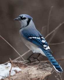 a blue and white bird perched on a log in the snow