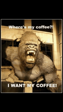 a statue of a gorilla with the words where 's my coffee i want my coffee on it