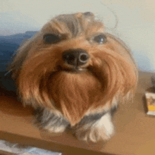 a small dog with a beard is sitting on a table .