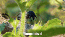 a close up of an ant on a plant with the website mierenhuis.nl in the lower right corner