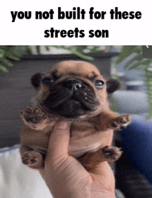 a pug puppy is being held in someone 's hand and the caption reads " you not built for these streets son "