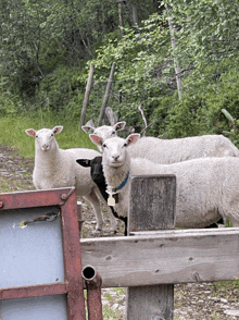 a black and white sheep with a bell around its neck stands next to a white sheep