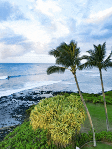 palm trees on a beach with a surfer in the water