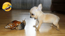 a small dog is standing next to a large snail on a wooden floor .