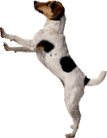 a small brown and white dog standing on its hind legs