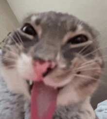 a close up of a cat 's face with its tongue hanging out