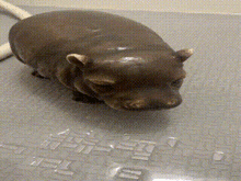 a hippopotamus is laying on a gray surface with a few pieces of glass on it