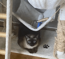 a cat is sitting under a hammock with a brush in it