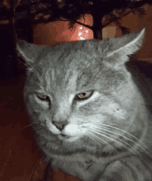 a close up of a cat 's face with christmas lights in the background