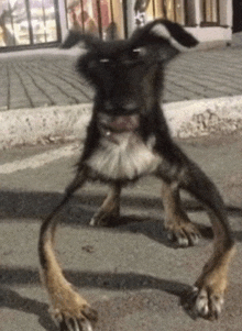 a dog standing on its hind legs on a sidewalk