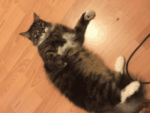 a cat is laying on its back on the floor