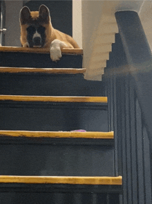 a brown and white dog laying on the stairs