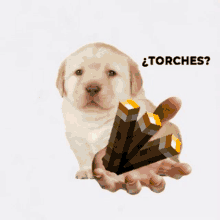 a puppy is holding a stack of minecraft torches in its hand