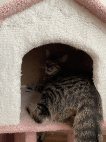 a cat is laying in a pink and white house