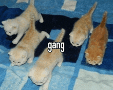 a group of kittens are laying on a blue blanket and the word gang is on the bottom