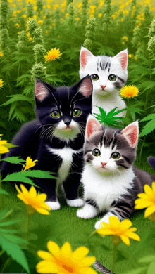 three kittens sitting in a field of flowers