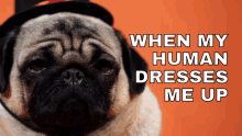 a pug wearing a top hat with the words when my human dresses me up