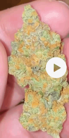 a person is holding a marijuana bud in their hand with a play button in the corner