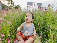 a baby is sitting in a field of pink flowers with a sign in the background that says ' a ' on it