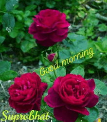 a greeting card with purple roses and the words good morning suprabhat