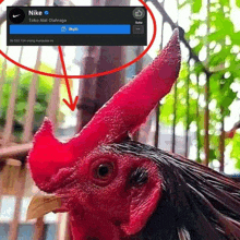 a close up of a rooster 's head with a facebook page for nike behind it