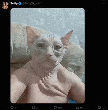 a selfie of a hairless cat wearing glasses is being shared on twitter by setty