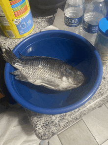 a blue bowl with a fish in it and a bottle of alpara water