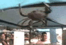 a crab statue is sitting under an umbrella