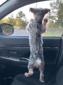 a small dog standing on its hind legs looking out a car window