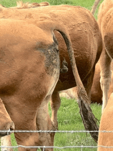 a close up of a cow 's tail in a field