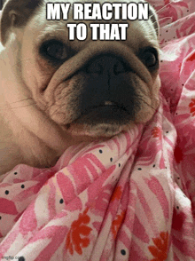 a dog is wrapped in a pink and white blanket with the caption " my reaction to that "