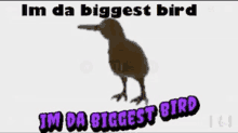 a bird is standing on a white background with the words im da biggest bird im da biggest bird