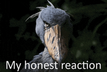 a picture of a bird with the words " my honest reaction " under it