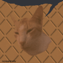 a drawing of a cat 's head with the name noreanlor4v on the bottom right