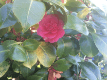 a pink flower is surrounded by green leaves on a plant