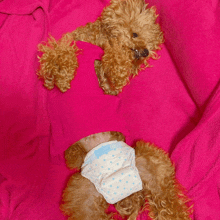 a poodle wearing a diaper is laying on a pink blanket