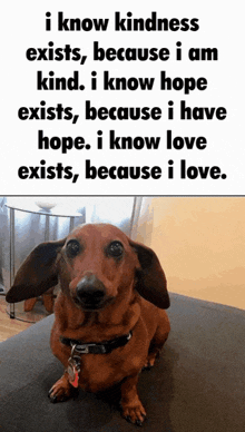 a dachshund is sitting on a table with a quote about kindness