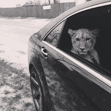 a black and white photo of a lion cub looking out the window of a car