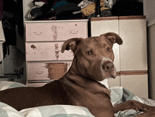 a brown dog is laying on a bed in front of a dresser with a shirt that says ' boston bruins '