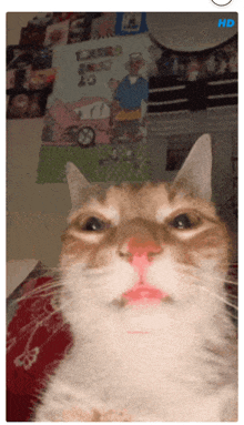 a cat with a red nose is looking at the camera with a hd sticker on the bottom right