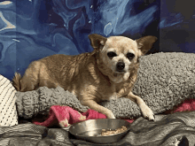 a small dog is laying on a bed next to a bowl of dog food