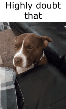 a brown and white dog is laying on a black couch next to a person .