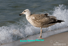 a picture of a seagull on a beach with the name kuzey gumus martisi on it