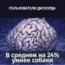 a picture of a brain with the words " пользователи дискорда " on it