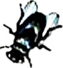 a black and white drawing of a fly with its wings outstretched on a white background .