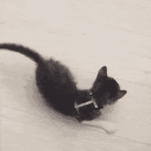 a black and white kitten wearing a harness and collar is playing with a toy on the floor .